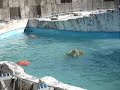 Japan2006 polar bear bb 1