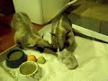 Anteater Egg Carton fun