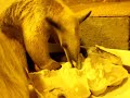 Anteater Egg Carton fun