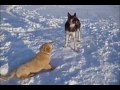 Golden retriever puppy power sliding down the slope