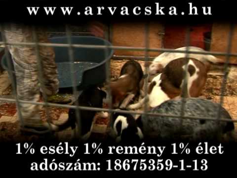 Szentendrei Árvácska Állatvédő Egyesület KKhT. Szentendrei Árvácska Állatvédő Egyesület KKhT.
