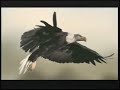 Soar Like An Eagle