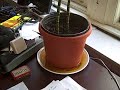 Maron demands a plant
