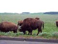 Bisontes
