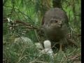 Jastrząb (jastrząb gołębiarz) (Accipiter gentilis)