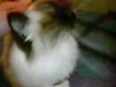 cats in naples