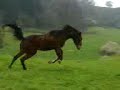 Opka se lache
