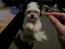 Maltese x Shi Tsu