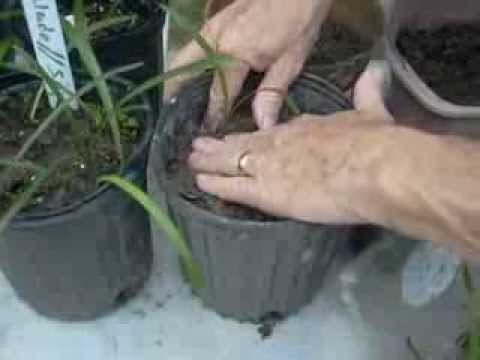 how to transplant amaryllis