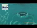 Maldives Manta ray  (BULE K SAFARI) ハイビジョンマンタスペシャル HD1280×720