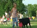 MN Disc dog Club Rochester Fest MN Disc dog Club Rochester Fest
