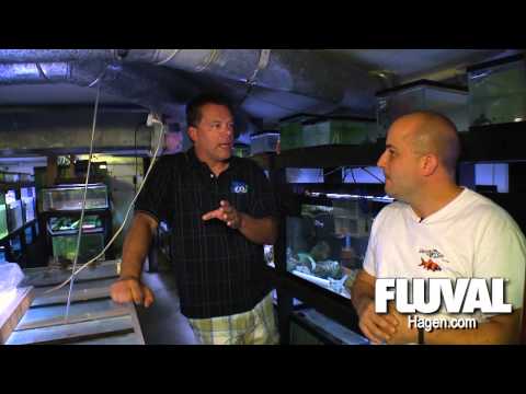 cichlid - Master Breeder Dave Hale and Something Fishy Inc on cichlids, fish rooms, breeding fish, fry, Monster fish , predators and sting rays.