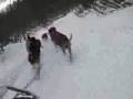 Chickaloon Dog Sledding - Feb 2007