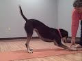 Yoga Dog: Down Dog