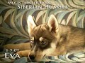 Eva Howling - Siberian Husky Puppy