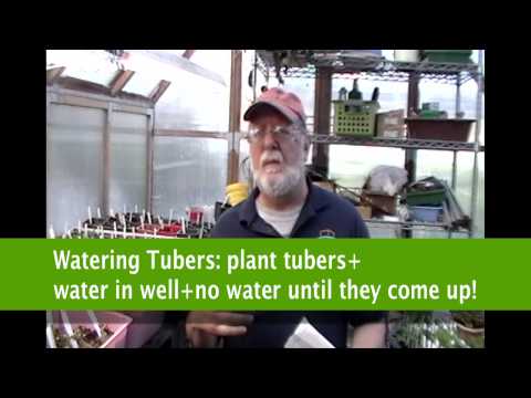 how to fertilize flower pots