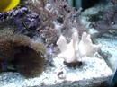 Meu aquário marinhoMy marine aquarium / My Reef Aquarium 