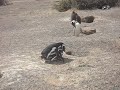 Sexe Pingüí