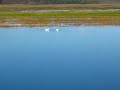 September Swans with young