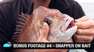 Catching Snapper In Port Phillip Bay