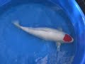 23\" Tancho - Female 23\" Tancho - Female
