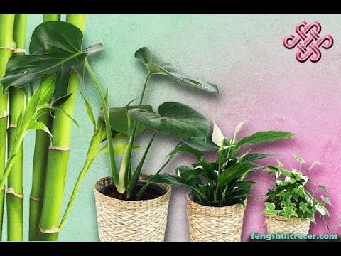 Feng Shui de las plantas: El romero sirve para atraer el amor Feng Shui de las plantas: El romero sirve para atraer el amor