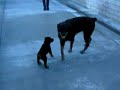 Oz the tag along puppy with big mama Rottweiler
