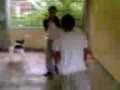Boxeo de 2d