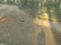 Losi Speed-T and Rustler VXL bashing