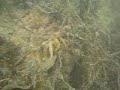 cephalopod eggs