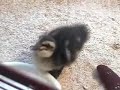 BABY Mallard
