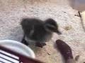BABY Mallard