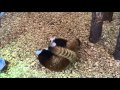 レッサーパンダのピーピー合戦② Squeaking Red Panda cubs #2. - YouTube