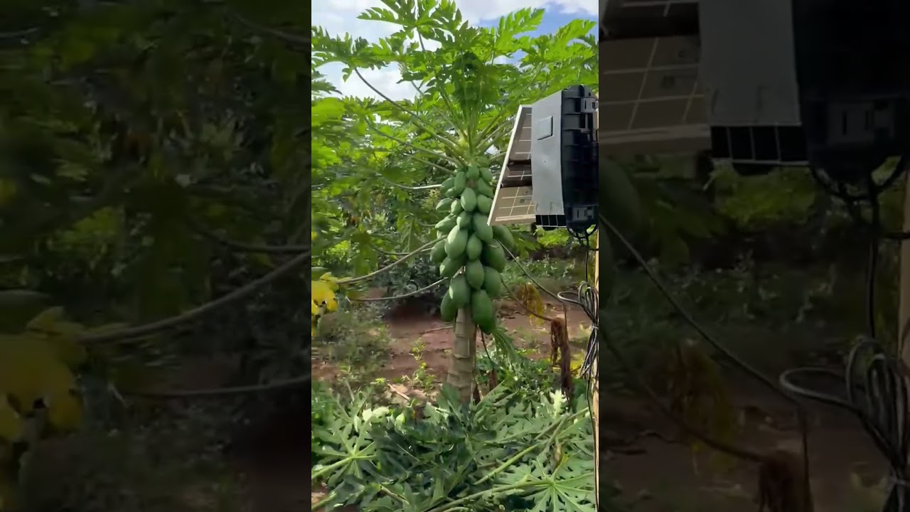 BR Sense no mamão