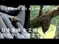 ニホンミツバチ春の群観察 〜女王蜂の誕生から分蜂まで〜