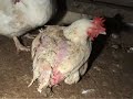 Meet the Parents: Broiler Breeders