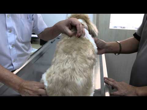 how to dissolve bladder stones in dogs