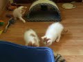 Turkish Van at play Turkish Van at play