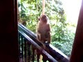Monkey in Malaysia (Langkawi)