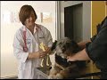 Stem Cell Therapy for Animals