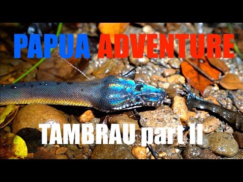 YouTube reptile video