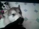my puppy...well he aint myn but still