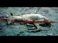 videos de The chupacabra is a Really Real Thing