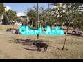 PitBull Fights :: APBT :: PIT BUll Fight :: Gamedogs