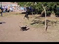 PitBull Fights :: APBT :: PIT BUll Fight :: Gamedogs