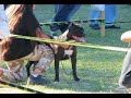PitBull Fights :: APBT :: PIT BUll Fight :: Gamedogs