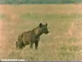 Lion Vs. Hyena Lion Vs. Hyena