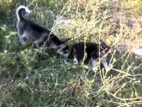 sibirya kurtu