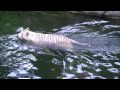 White Tiger in Singapore Zoo