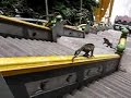 Monkeys at Batu Caves